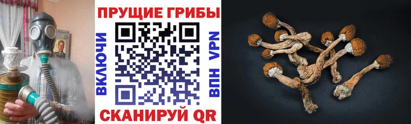 Галлюциногенные грибы мицелий  Лакинск 